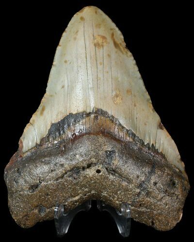 Bargain Megalodon Tooth - North Carolina #45627